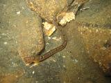 2009-05-30 07-46-31S